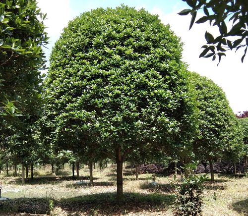 地籠子叢生桂花種植基地相關